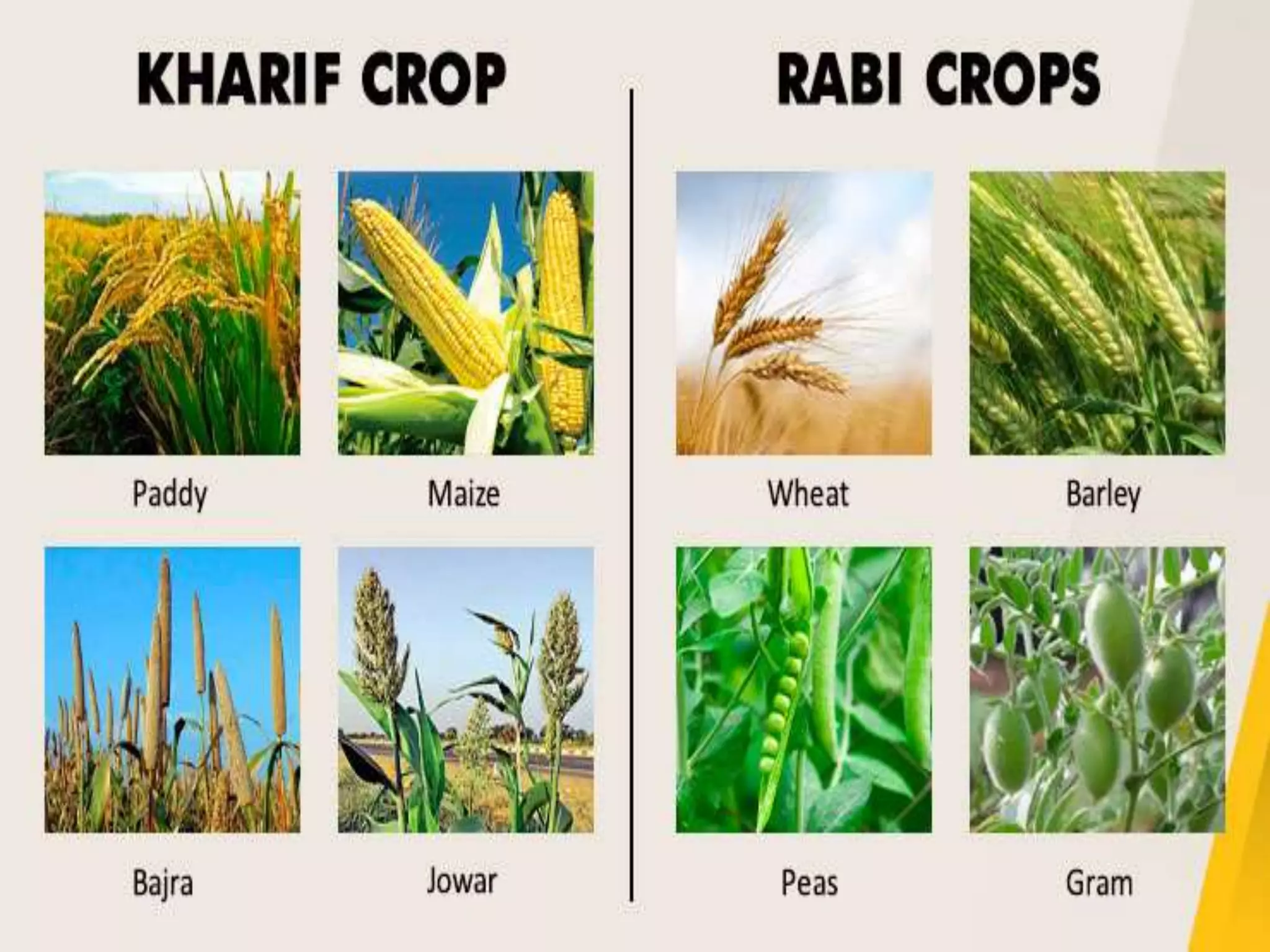 Cropping Patterns and Major Crops