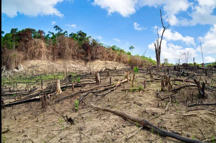 Desertification