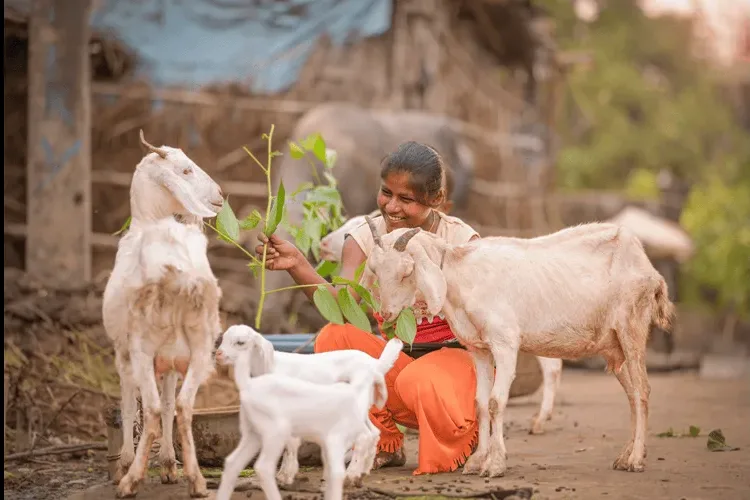 Animal Rearing in India: Importance, Challenges and Government Schemes El Gaia Attack Animal Rearing