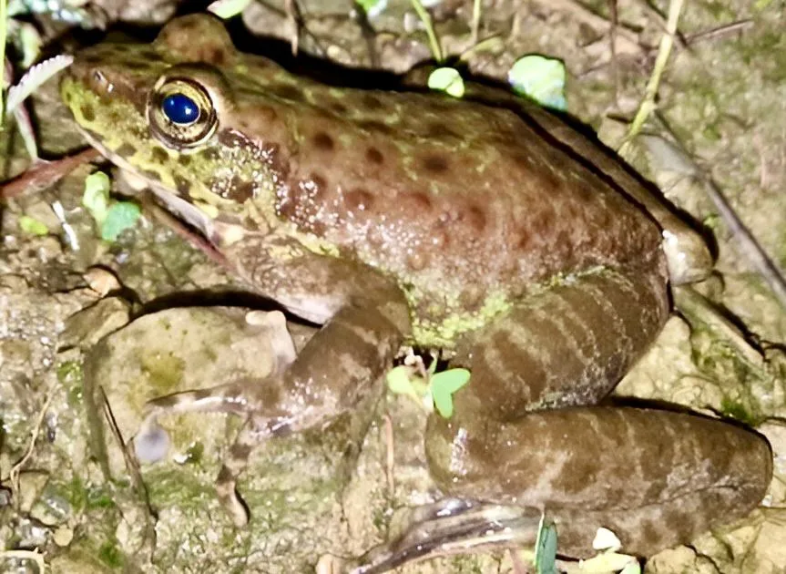 Amolops Kamal: New Frog Species Discovered in Nagaland Sitaram Raul Amolops Kamal