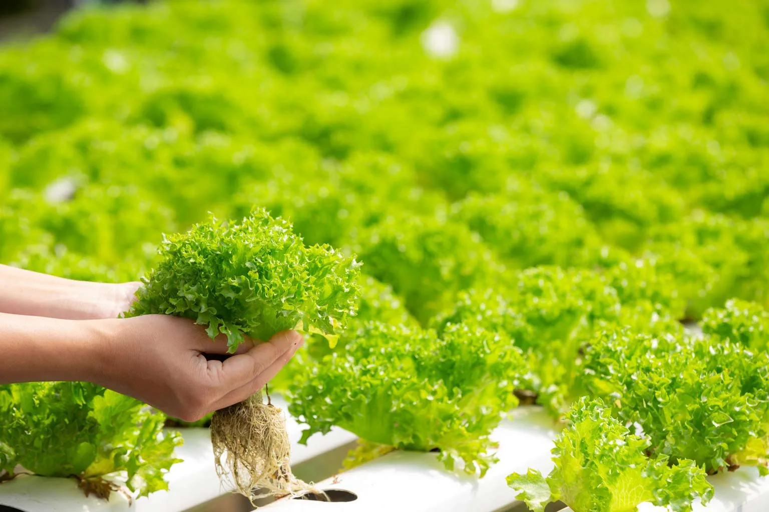 Soilless Farming Techniques: Modern Farming Without Soil GIFT City Soilless Farming Techniques