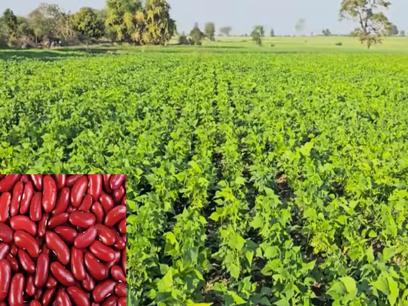 Cropping Patterns and Major Crops