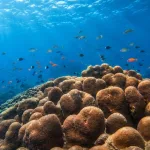 Lakshadweep Potato Patch Coral Colony