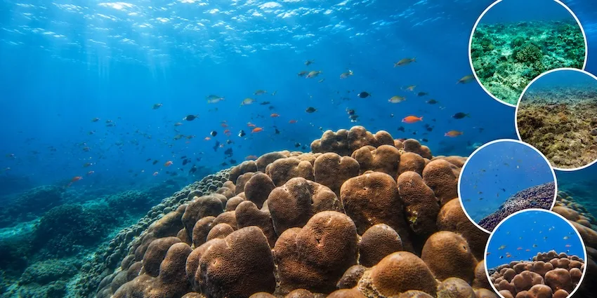 Lakshadweep Potato Patch Coral Colony