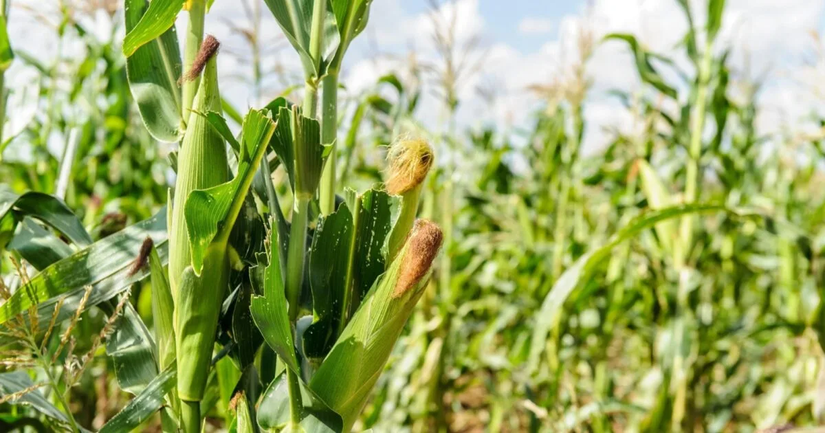 Cropping Patterns and Major Crops