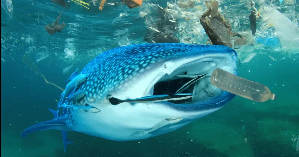 Marine Pollution