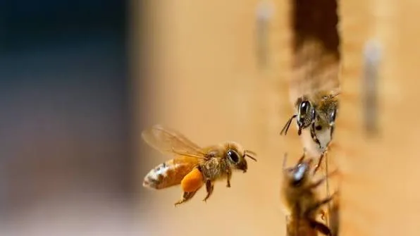 Myrtle Rust Spread Australia
