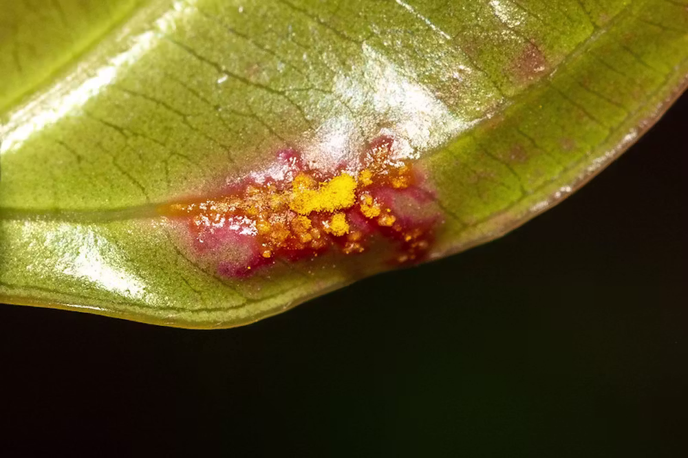 Myrtle Rust Spread Australia 