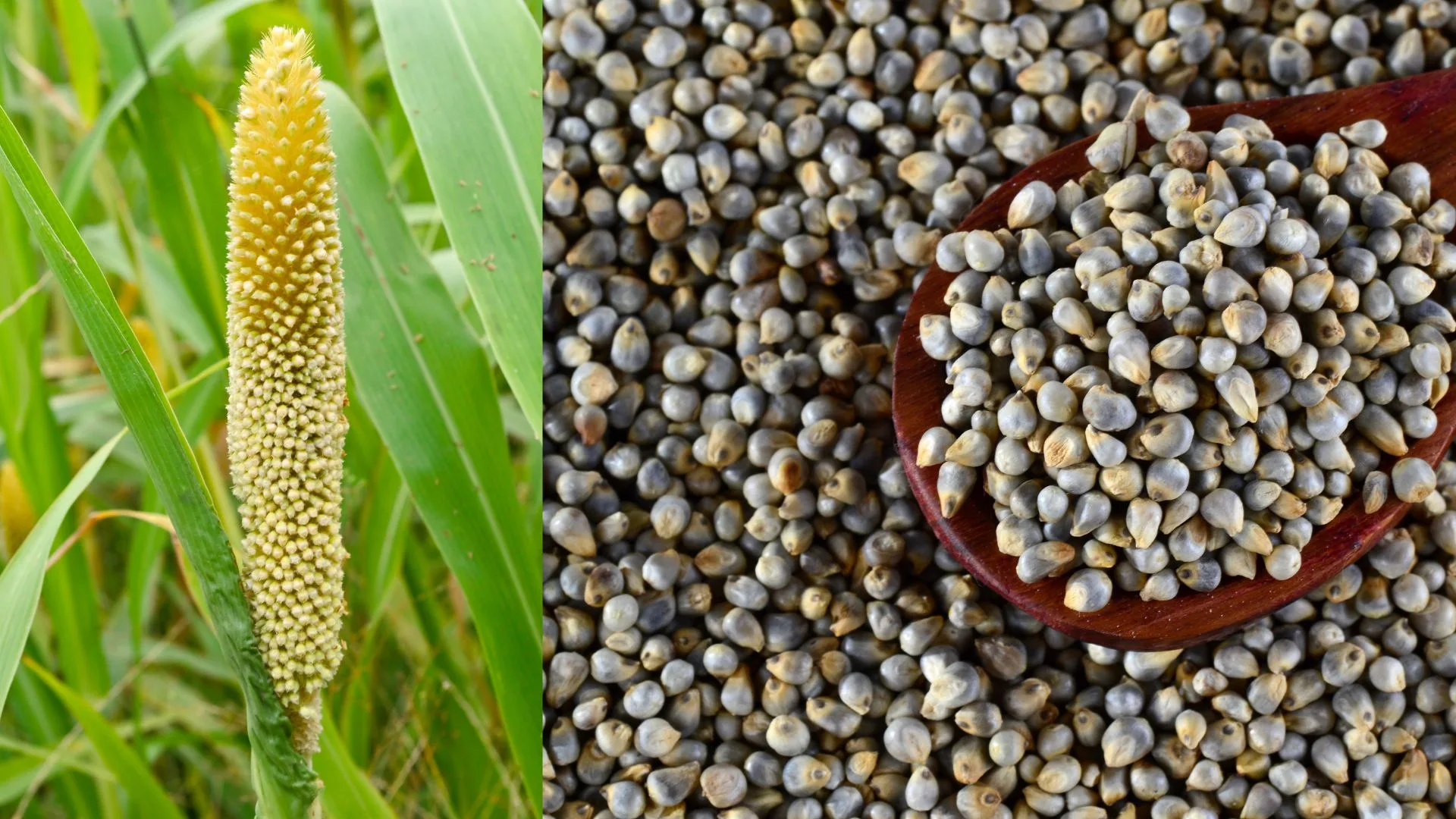 Cropping Patterns and Major Crops