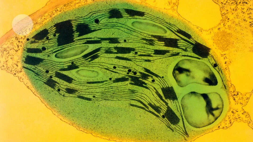 Photosynthesis in Mouse Eye Cells: A New Medical Breakthrough Vigilance Awareness Week 2026 Photosynthesis in Mouse Eye Cells