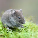 Photosynthesis in Mouse Eye Cells