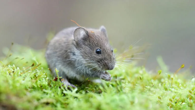 Photosynthesis in Mouse Eye Cells