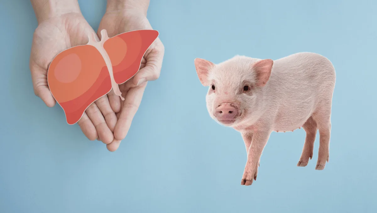Pig Organ Transplant: China Achieves a Historic Medical Breakthrough in 2026 Vigilance Awareness Week 2026 Pig Organ Transplant