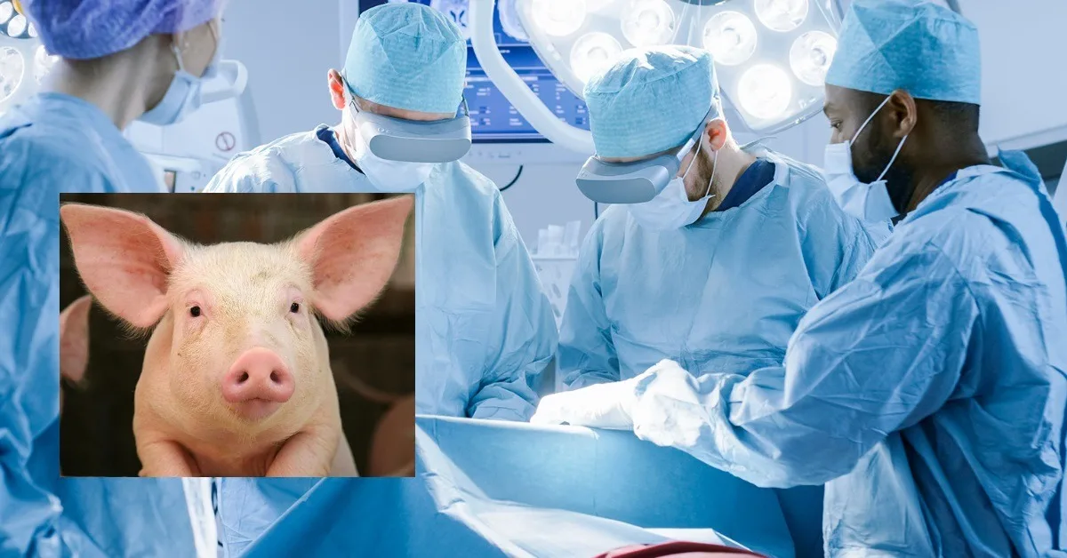 Pig Organ Transplant: China Achieves a Historic Medical Breakthrough in 2026 Vigilance Awareness Week 2026 Pig Organ Transplant