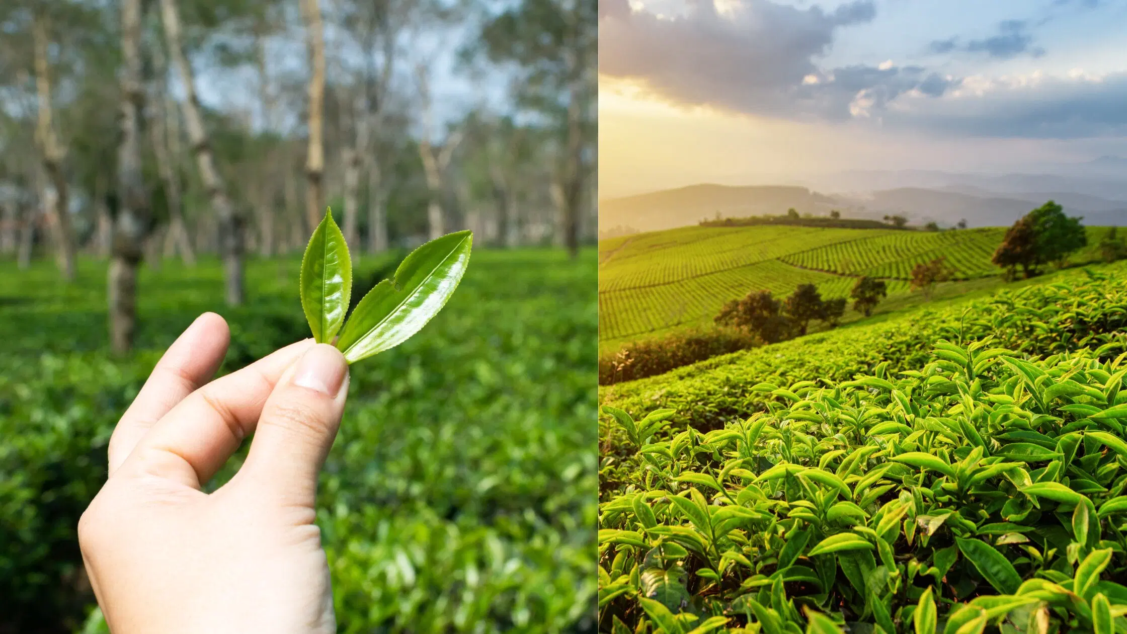 Cropping Patterns and Major Crops