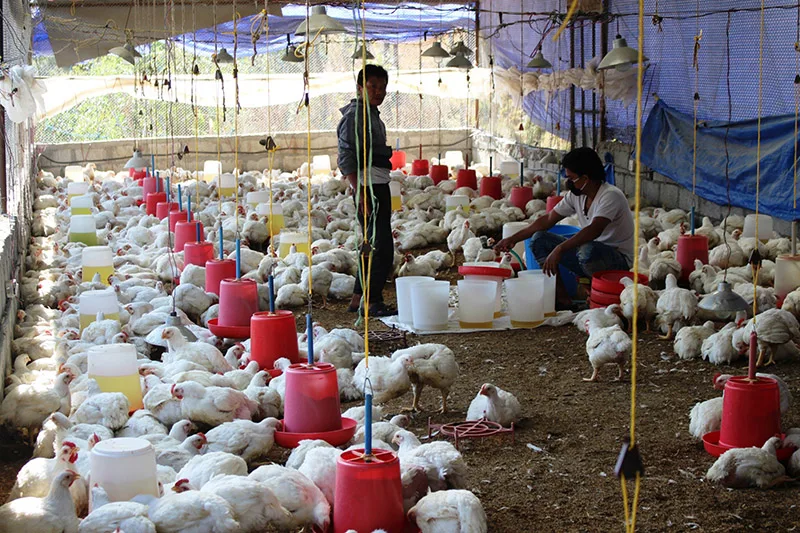 Animal Rearing in India: Importance, Challenges and Government Schemes El Gaia Attack Animal Rearing