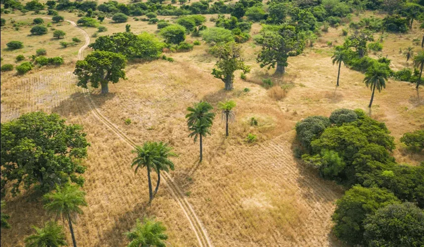 Desertification