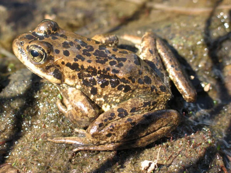 Amolops Kamal: New Frog Species Discovered in Nagaland Sitaram Raul Amolops Kamal
