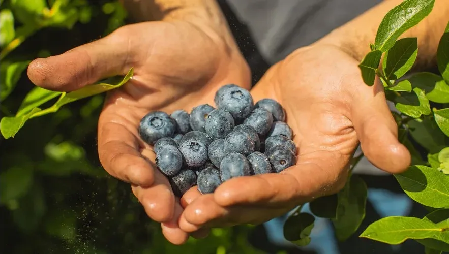 Rare Blueberry Species