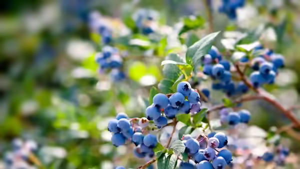 Rare Blueberry Species