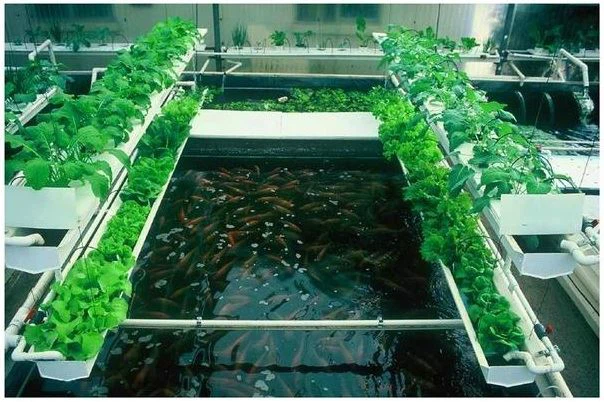 Soilless Farming Techniques: Modern Farming Without Soil GIFT City Soilless Farming Techniques