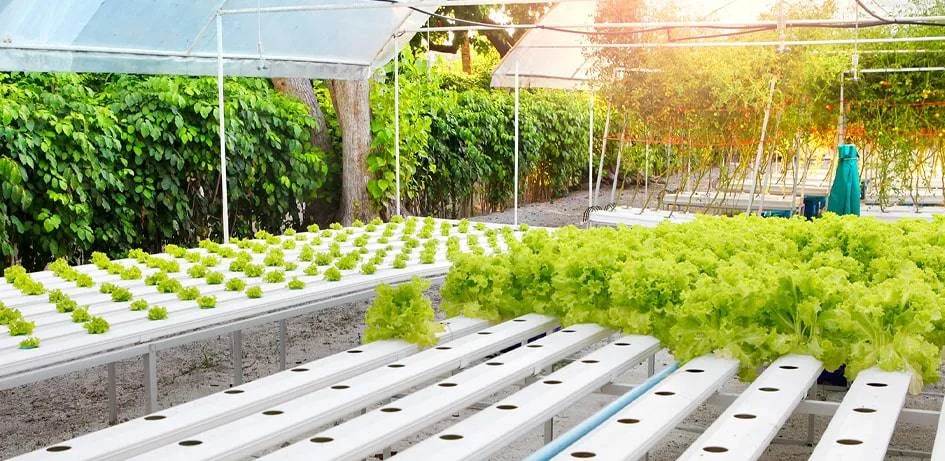 Soilless Farming Techniques: Modern Farming Without Soil GIFT City Soilless Farming Techniques