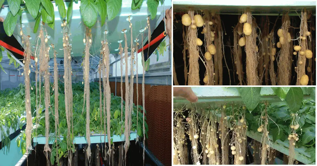 Soilless Farming Techniques: Modern Farming Without Soil GIFT City Soilless Farming Techniques