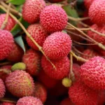 Tezpur Litchi Export