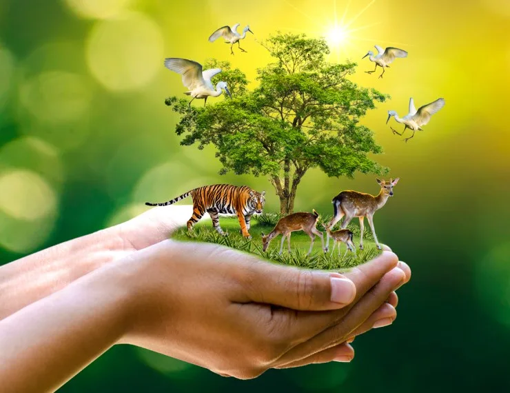 Tiger Estimation
