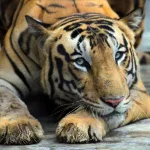 Tiger Estimation