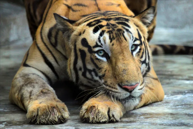 Tiger Estimation