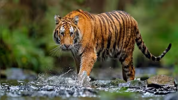 Tiger Estimation