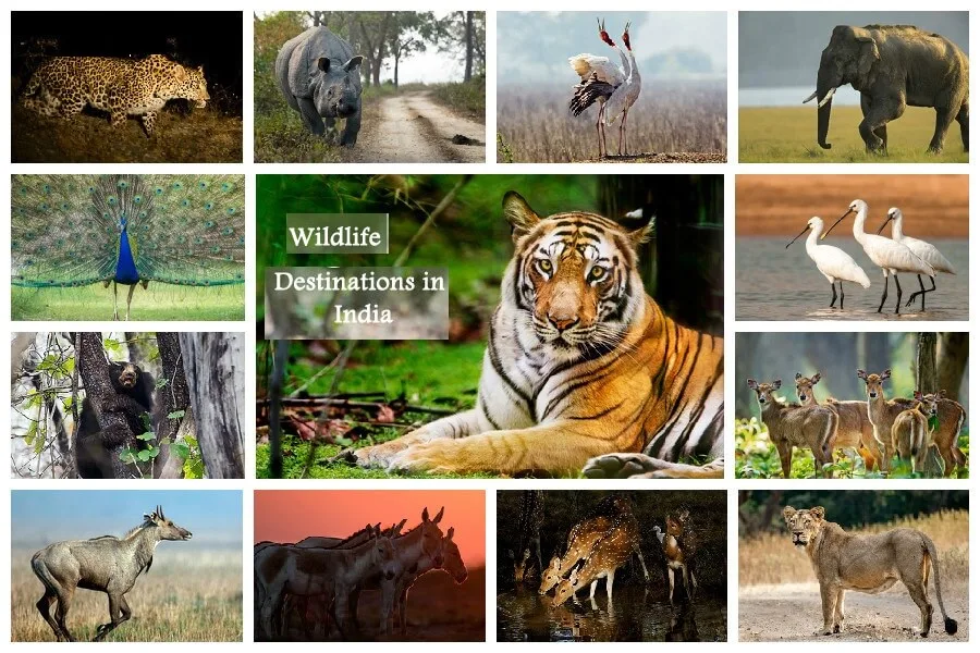 Tourism in India: Growth, Importance, Challenges and Government Initiatives Sitaram Raul Tourism in India