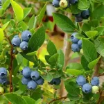 Rare Blueberry Species
