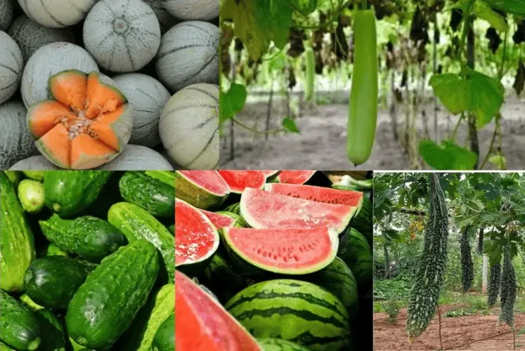 Cropping Patterns and Major Crops