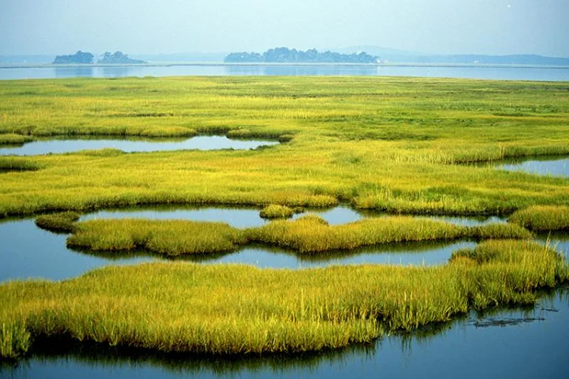 Wetlands