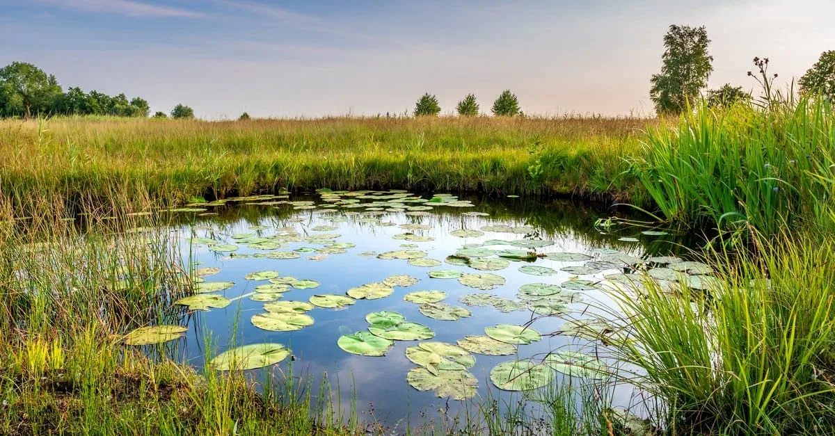 Wetlands