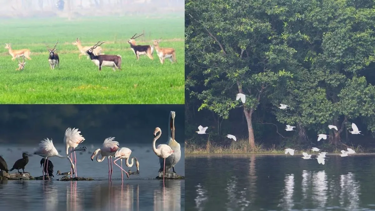 Wetlands