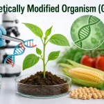 Genetically Modified Organism