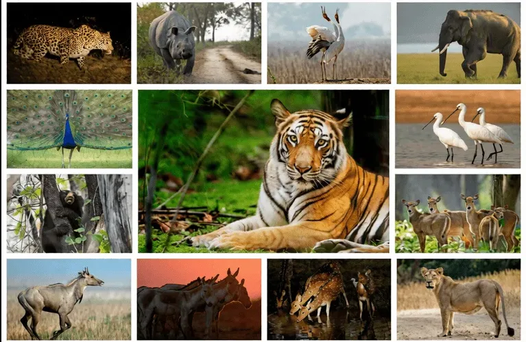 Wildlife Protection Act 1972