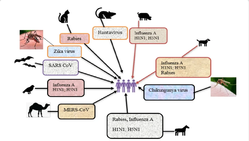 Zoonotic Diseases: Causes, Types, Spread and Challenges in India GIFT City Zoonotic Diseases