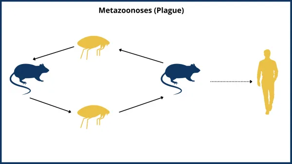 Zoonotic Diseases: Causes, Types, Spread and Challenges in India GIFT City Zoonotic Diseases