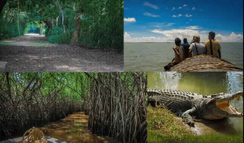 Mangrove Forests