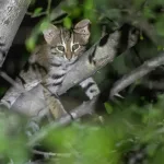 Rusty-spotted Cat