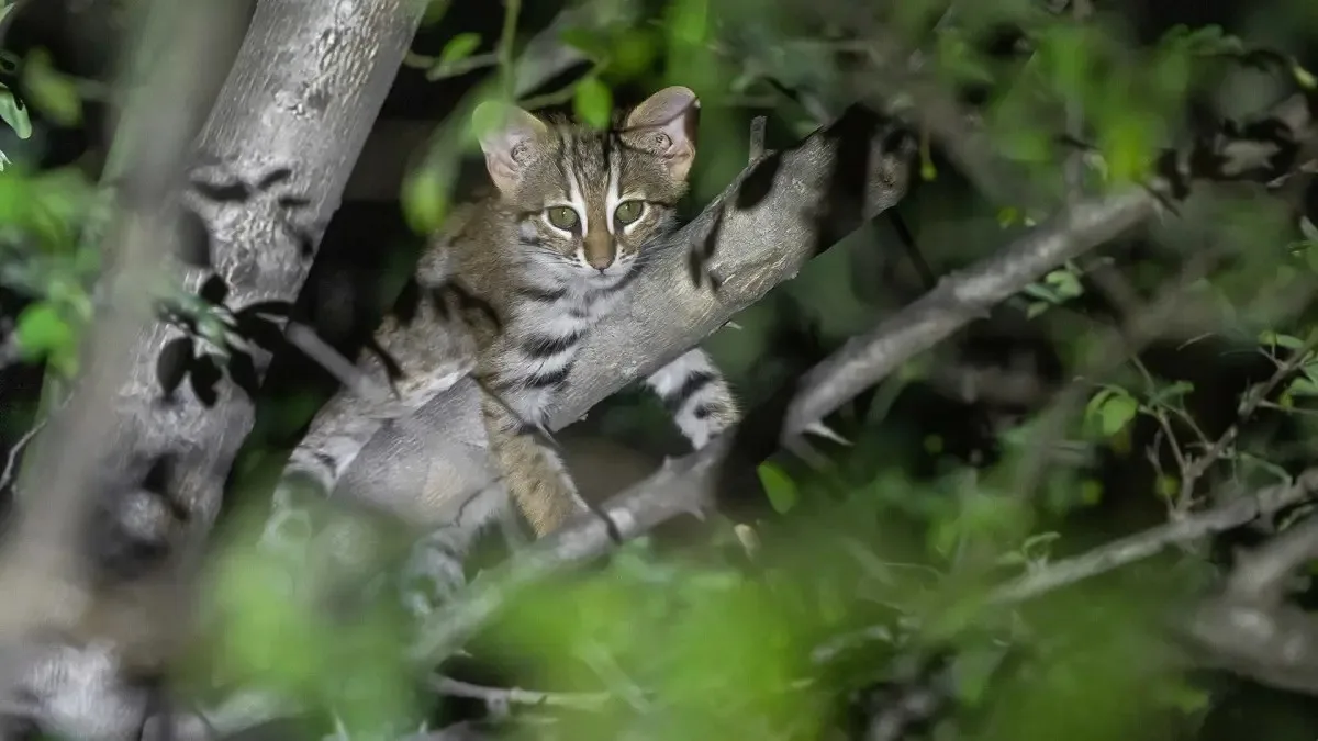 Rusty-spotted Cat