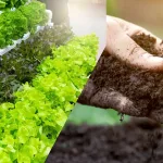 Soilless Farming Techniques