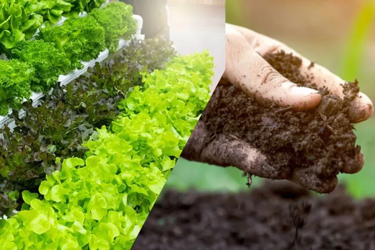 Soilless Farming Techniques: Modern Farming Without Soil GIFT City Soilless Farming Techniques