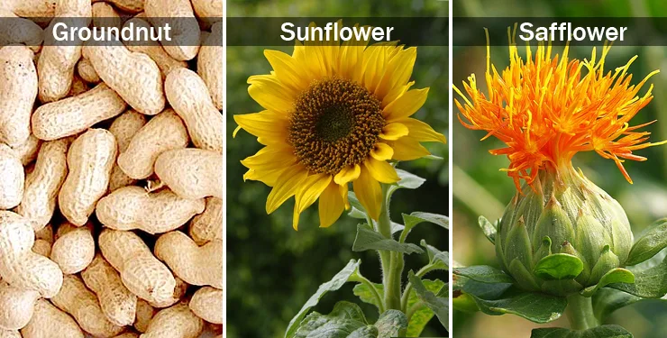 Cropping Patterns and Major Crops