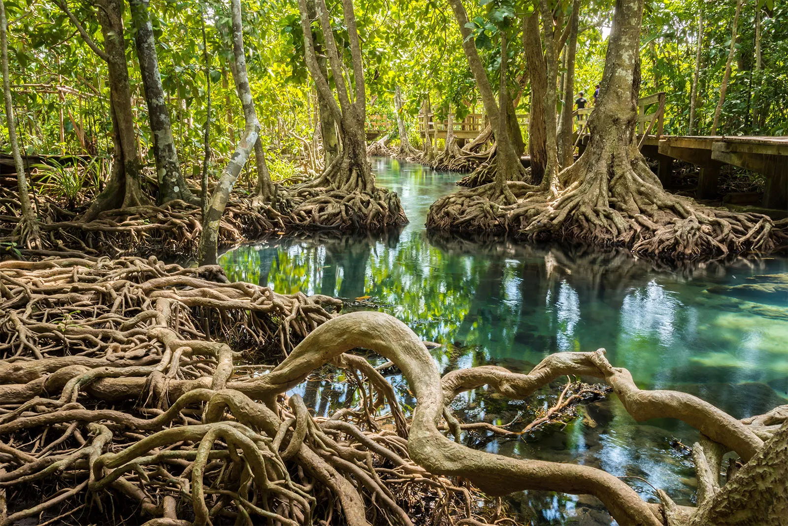 Mangrove Forests