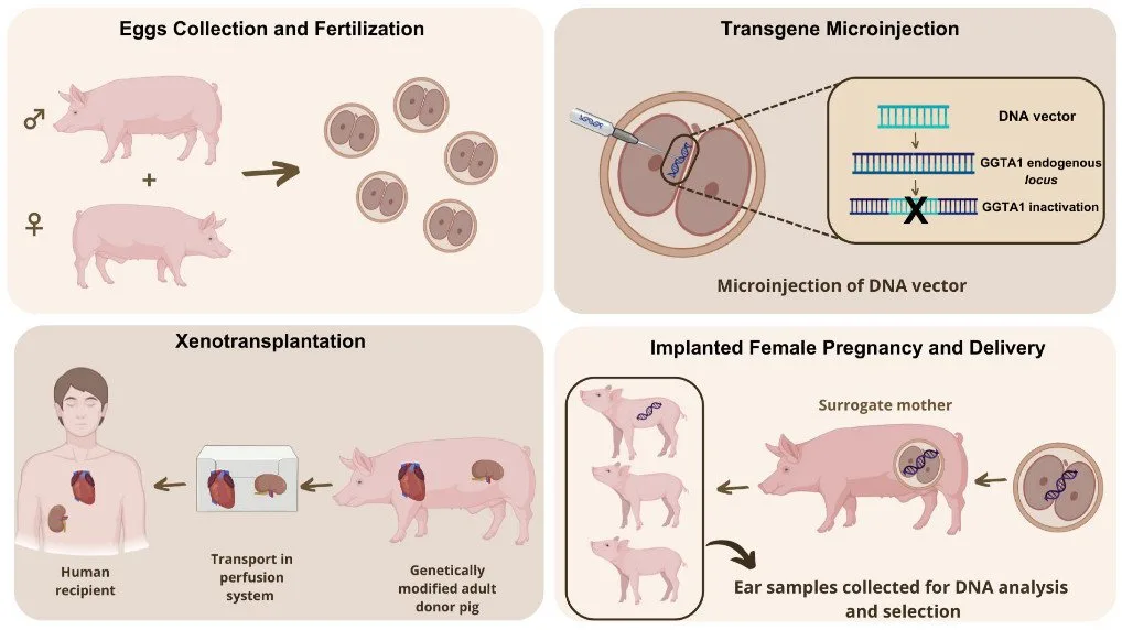 Genetically Modified Organism 